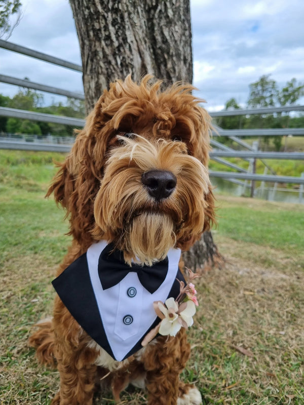 Pet Wedding Black Tuxedo / Black tie event, Special Occasions, Dog, Formal