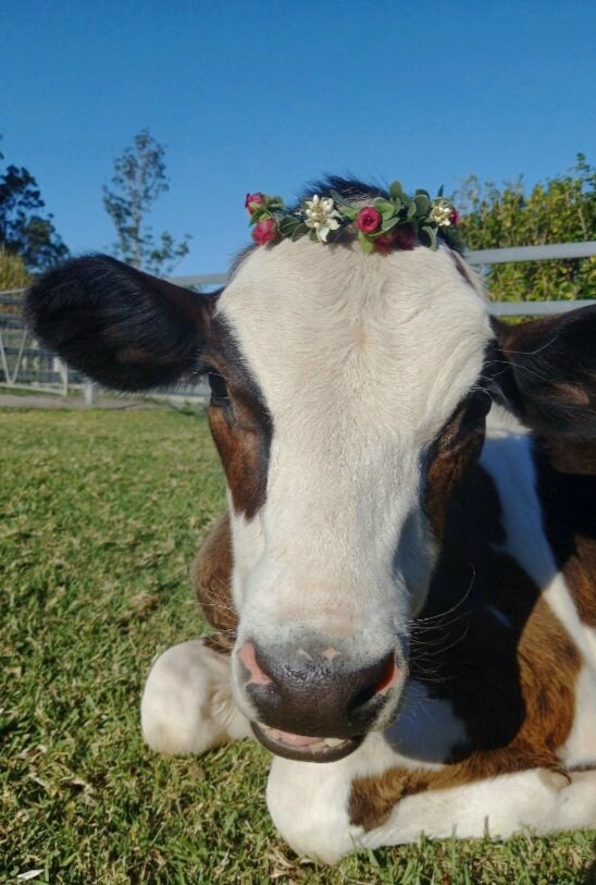 Pet Flower Crown / Wreath