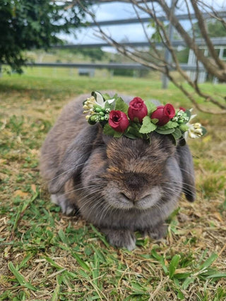 Pet Flower Crown / Wreath